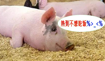 夏季豬群不吃食，找到根本原因才能輕松應對！